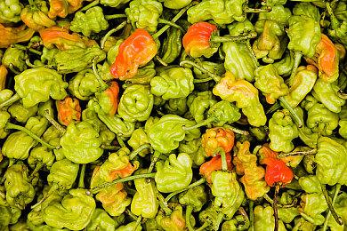 动画电影《机器人之梦》确认引进国内 国内档期待定